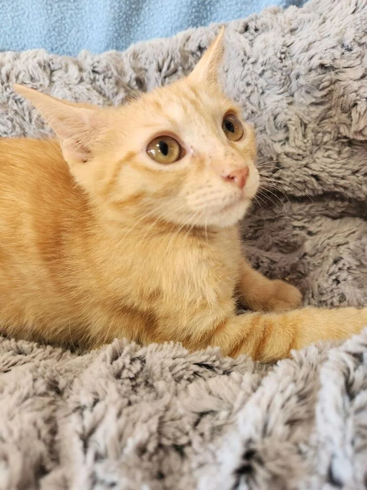 A baby small-sized female Tabby cat named Chamoy for adoption in Dallas, TX