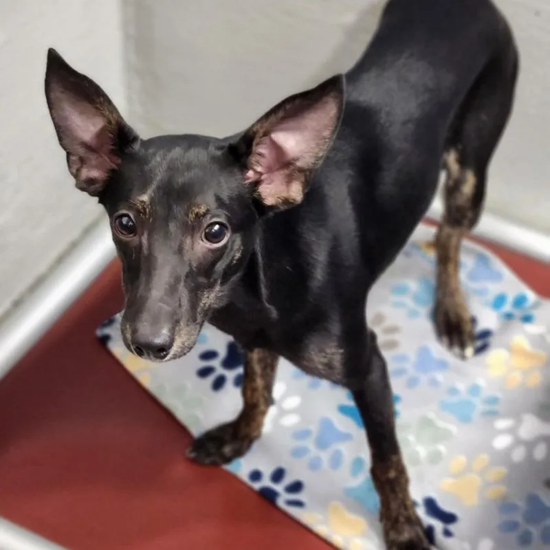 Kali