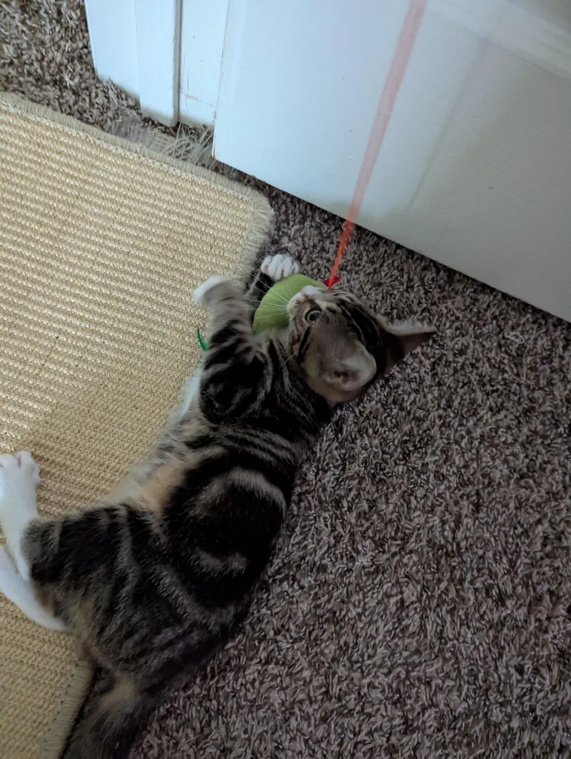 Tinkie Too thumbnail 2