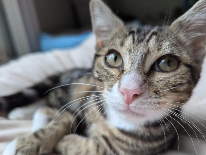 Tinkie Too thumbnail 3