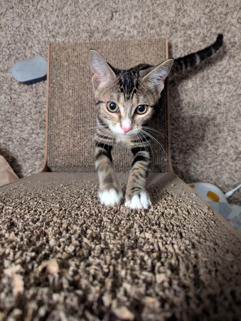 Tinkie Too thumbnail 4