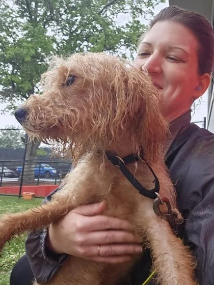 An adult medium-sized male Mixed Breed dog named Rien for adoption in West Chester, PA
