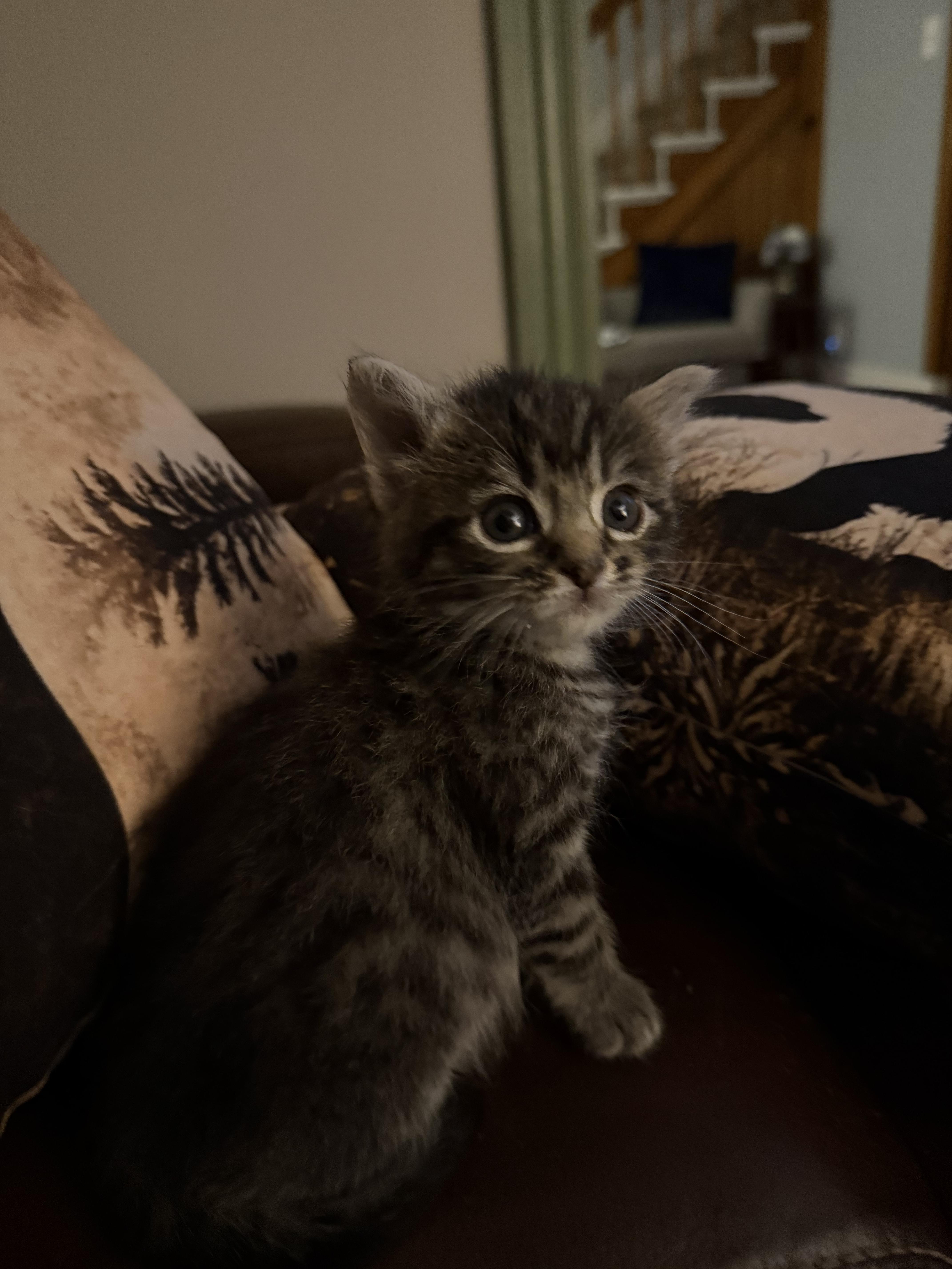 A baby small-sized male Domestic Short Hair cat named Pickles for adoption in Bethel Park, PA