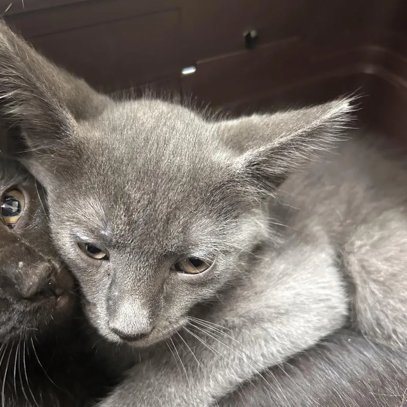 A baby small-sized male Gray / Blue / Silver Domestic Short Hair cat named Rio for adoption in Galveston, TX