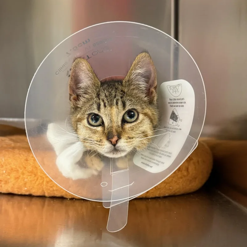 A baby small-sized female Brown / Chocolate Domestic Short Hair cat named Oatmeal for adoption in Wayne, NJ
