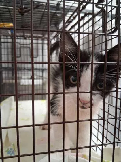 A baby small-sized female Domestic Medium Hair cat named IForty for adoption in Sevierville, TN