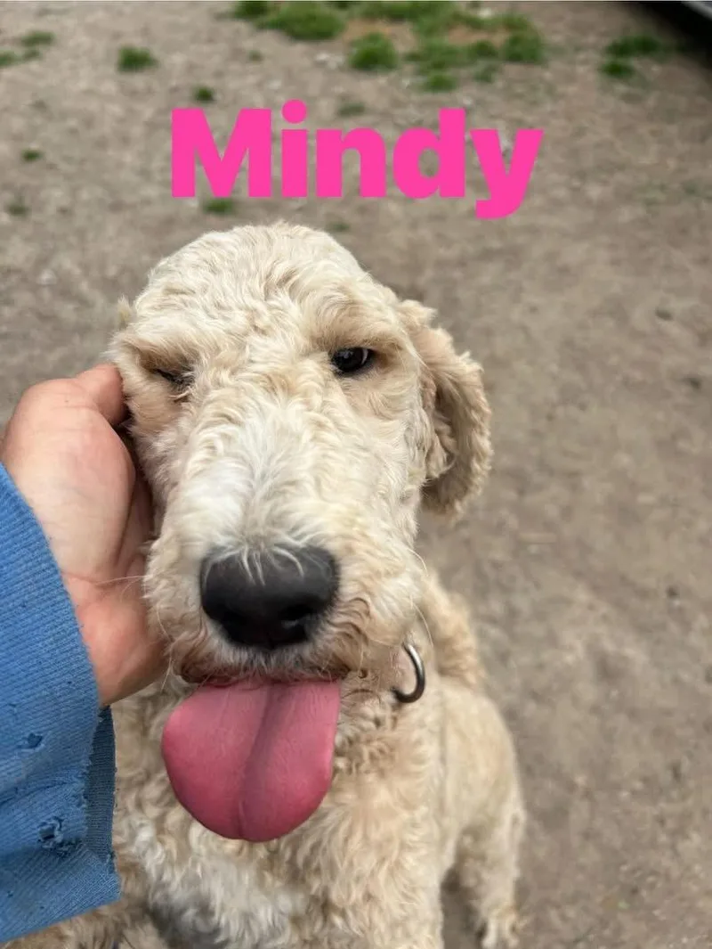 An adult medium-sized female Apricot / Beige Goldendoodle dog named Mindy for adoption in Pine Bluff, AR