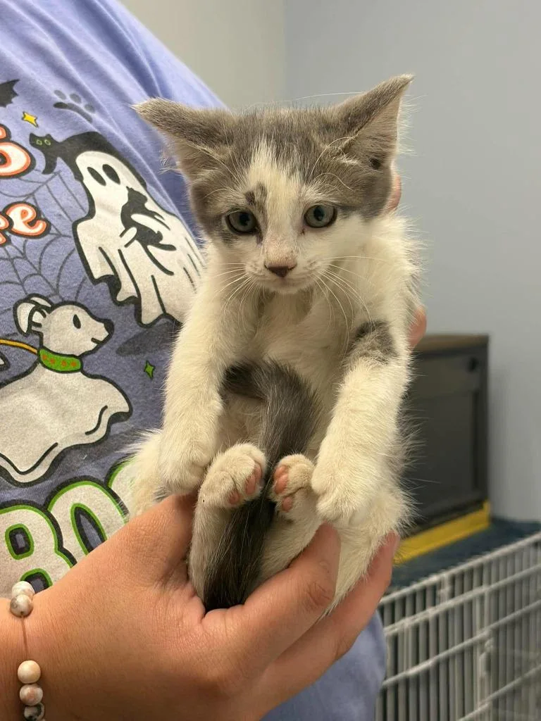 A baby medium-sized female Domestic Short Hair cat named Peanut Butter for adoption in Republic, MO