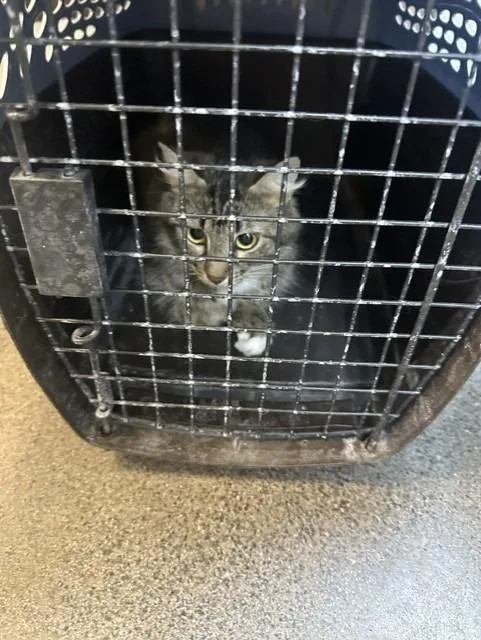 A young large-sized female Domestic Medium Hair cat named Karen for adoption in Rome, GA