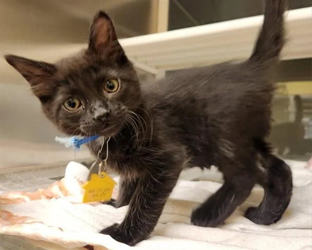 A baby small-sized male Domestic Medium Hair cat named Coal for adoption in St. Louis, MO