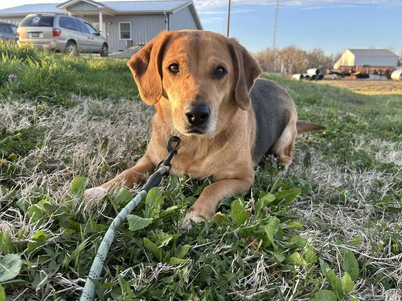 An adult medium-sized female Beagle dog named Tanga for adoption in Evansville, IN