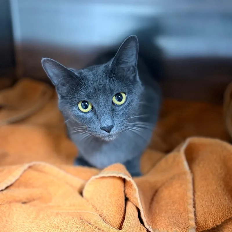 A young medium-sized female Gray / Blue / Silver Domestic Short Hair cat named Mama Salsa for adoption in Spokane, WA