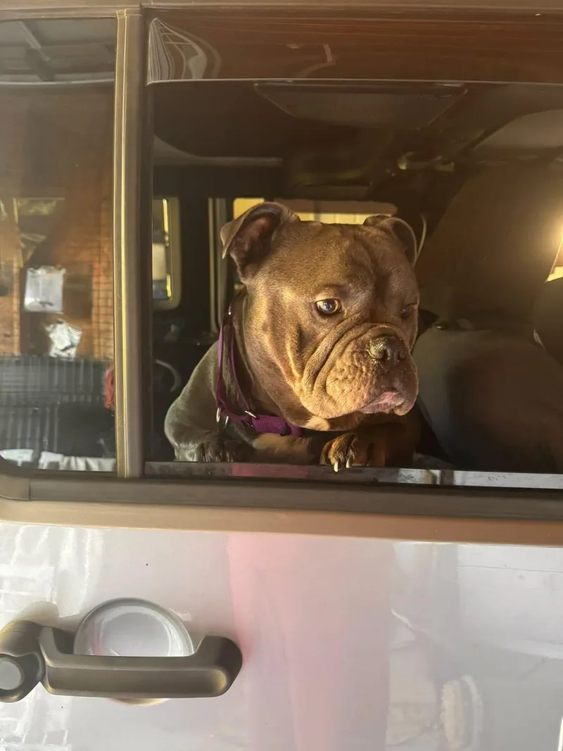 An adult medium-sized male American Bulldog dog named Gordo for adoption in Chambersburg, PA