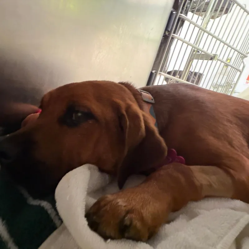 A baby medium-sized female Labrador Retriever dog named Rosie for adoption in Austin, TX