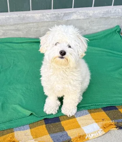 An adult small-sized male Maltese dog named Kayce for adoption in Placentia, CA
