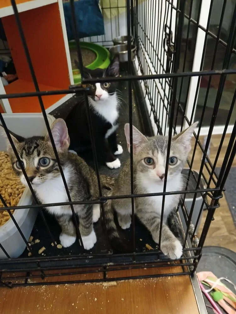 A baby small-sized male Domestic Short Hair cat named Toro for adoption in Orlando, FL