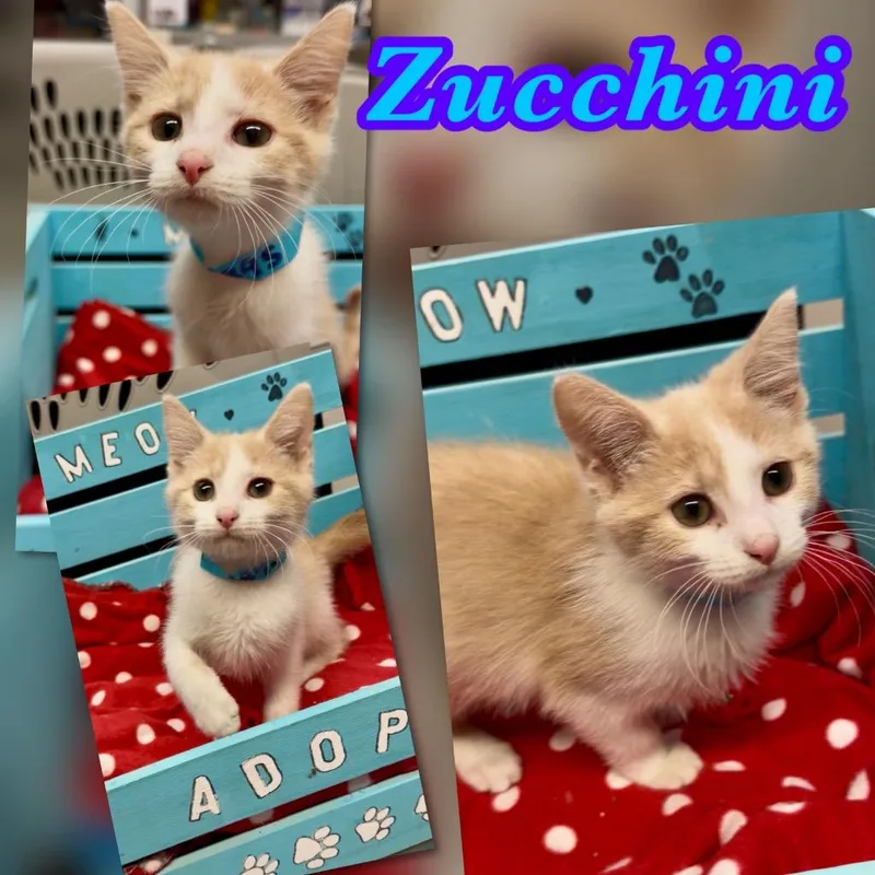 Zucchini