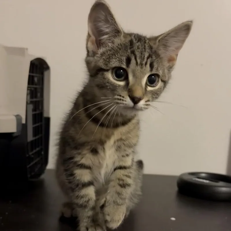 A baby small-sized female Gray / Blue / Silver Domestic Short Hair cat named Mikom for adoption in Hedgesville, WV