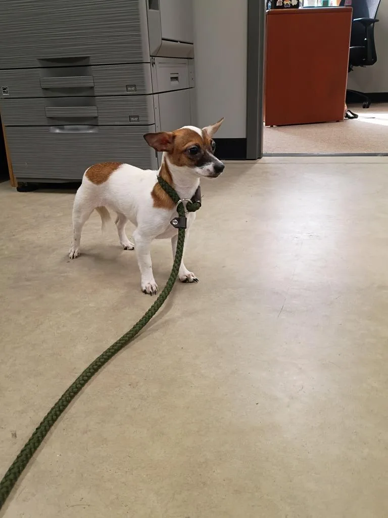 A baby small-sized female Chihuahua dog named Bean for adoption in Pierceton, IN