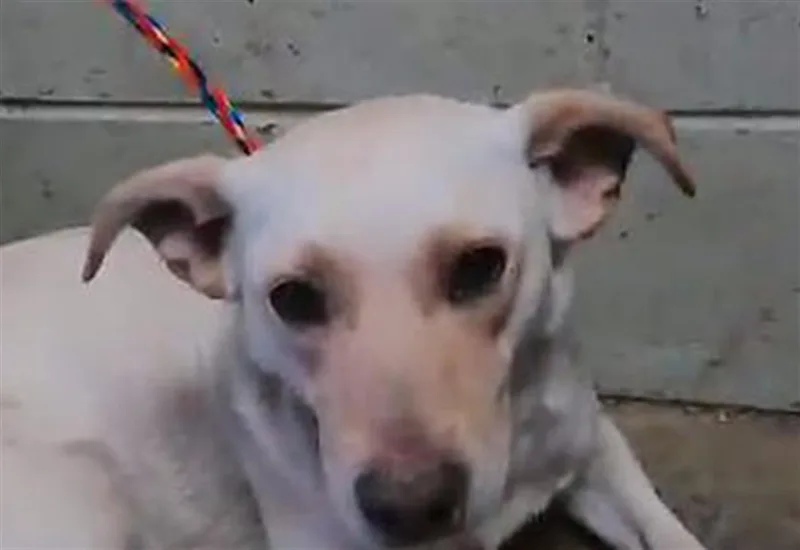 Tula