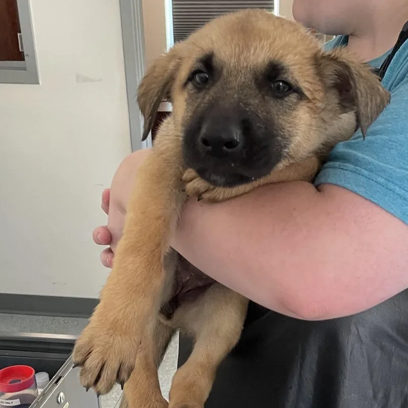 A baby large-sized female Yellow / Tan / Blond / Fawn Shepherd dog named Velma for adoption in Galax, VA