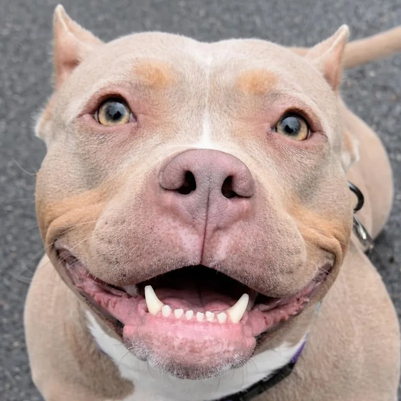 An adult medium-sized female Pit Bull Terrier dog named Tango for adoption in Framingham, MA