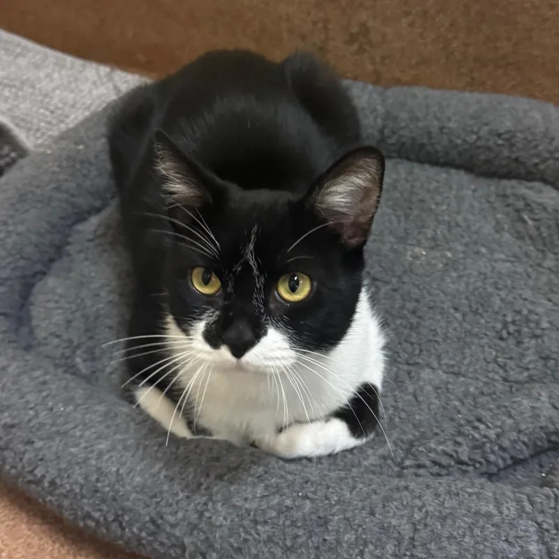 A young medium-sized male Black Domestic Short Hair cat named Jose de San Martin for adoption in Redwood City, CA