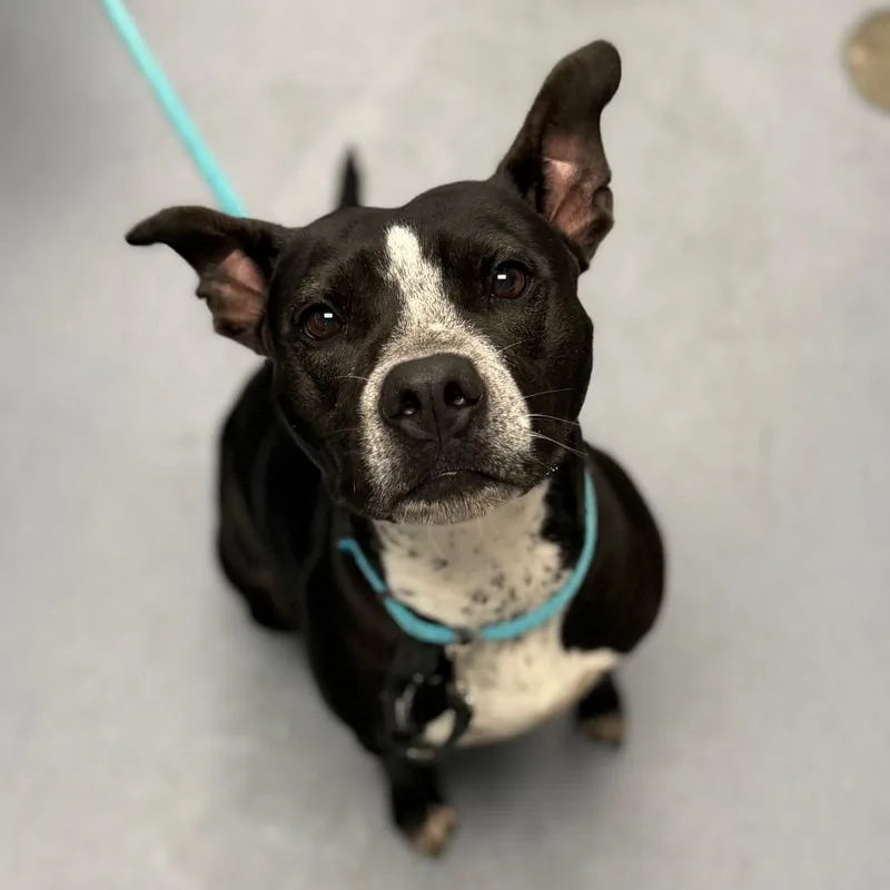 An adult medium-sized female Black Mixed Breed dog named Lainey for adoption in Sarasota, FL