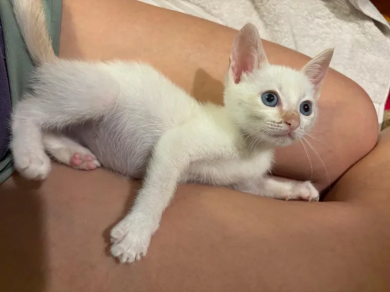 A baby medium-sized female Domestic Short Hair cat named Fruity Pebble for adoption in Evans, GA