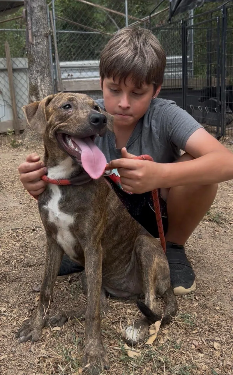 A young medium-sized female Terrier dog named Maine for adoption in Queen City, TX