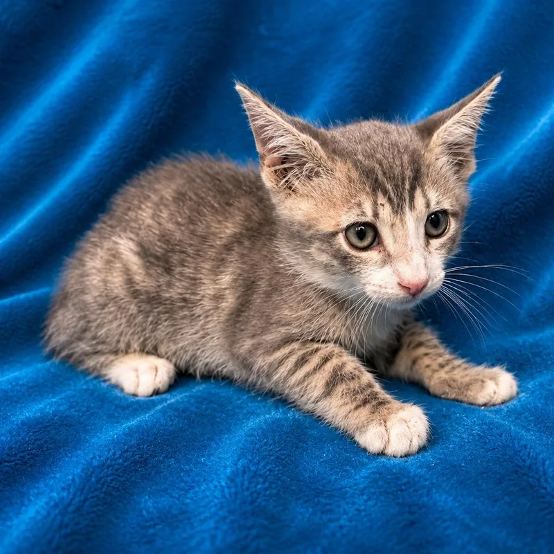 A young medium-sized male Domestic Short Hair cat named Atlas for adoption in Oakdale, CA