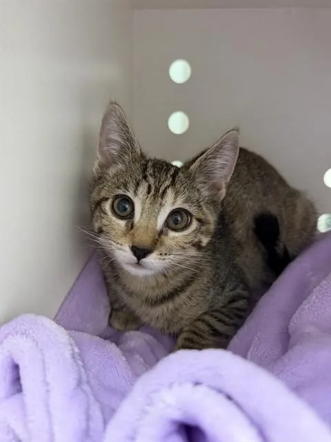 A baby small-sized female Domestic Short Hair cat named Kiarra for adoption in Ontario, CA