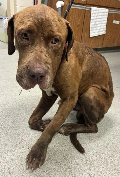 An adult medium-sized male Pit Bull Terrier dog named Abel for adoption in Gainesville, FL