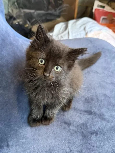 A baby medium-sized male Domestic Medium Hair cat named Frisbee for adoption in Shoreline, WA