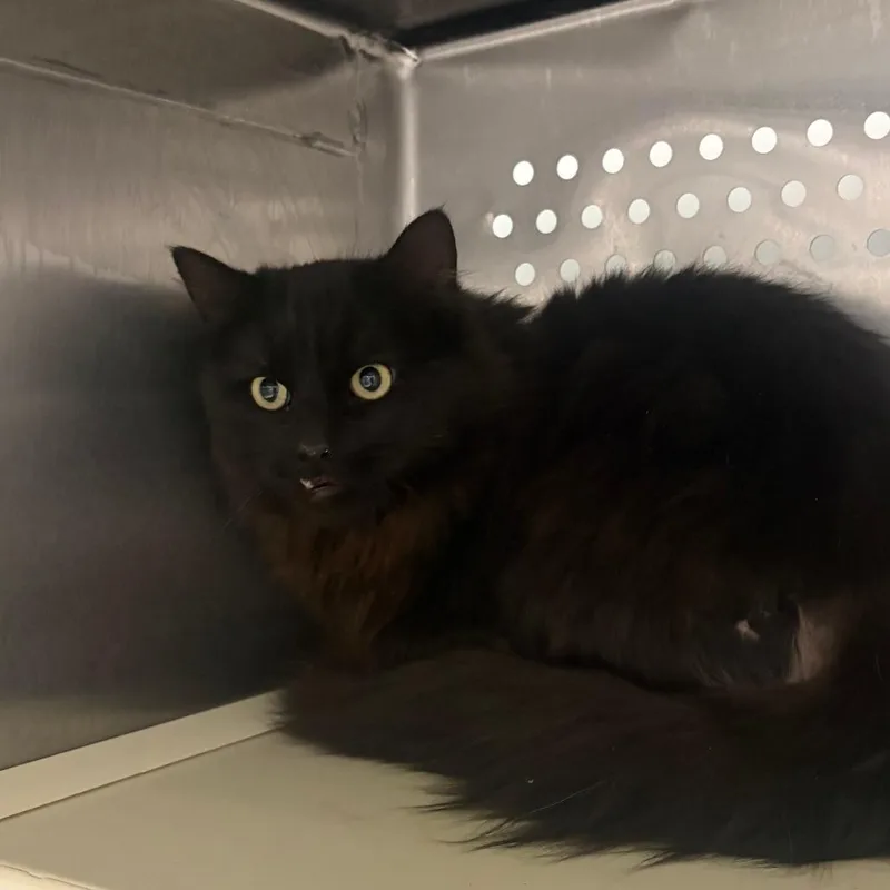 A young medium-sized male Black Domestic Long Hair cat named Benji for adoption in Taos, NM