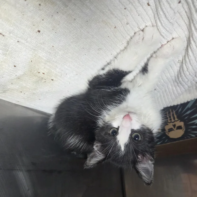 A baby small-sized male Black & White / Tuxedo Domestic Short Hair cat named Ghost Face for adoption in Brookings, SD