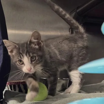 An adult small-sized male Domestic Short Hair cat named Bud for adoption in Voorhees, NJ