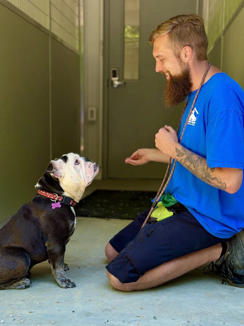 An adult medium-sized male American Bulldog dog named Spike for adoption in West Cornwall, CT