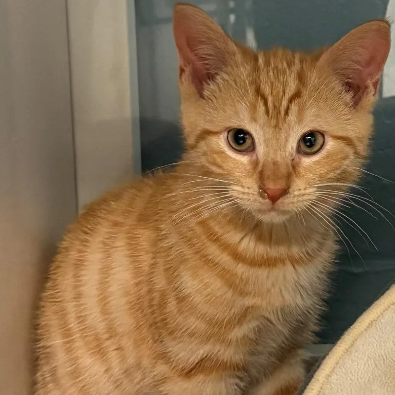 A baby small-sized male Orange / Red Domestic Short Hair cat named Neon for adoption in East Hanover, NJ