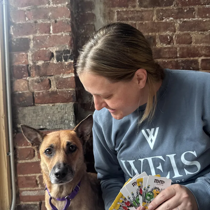 A young small-sized female Chiweenie dog named Becca for adoption in Brooklyn, NY