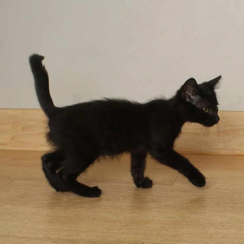 A baby small-sized male Black Domestic Short Hair cat named Bub C for adoption in Minnetonka, MN