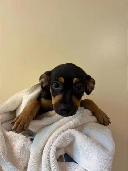 A baby small-sized female Mixed Breed dog named Brandy for adoption in Honolulu, HI