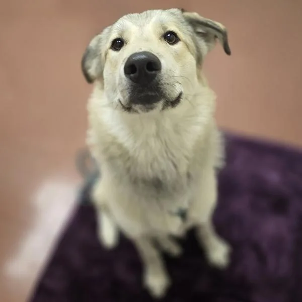 A young extra large-sized male Great Pyrenees dog named Raja for adoption in Dublin, CA