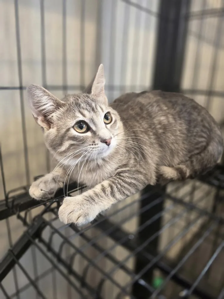 A baby small-sized male Gray / Blue / Silver Domestic Short Hair cat named Colby for adoption in Metamora, IL