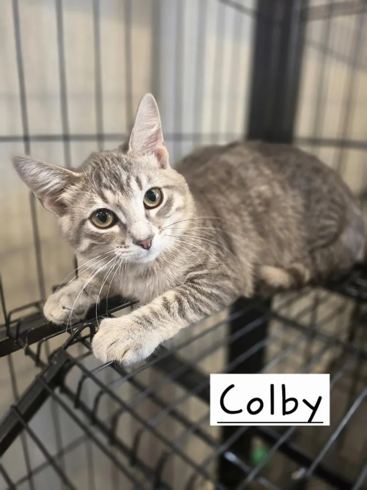 Colby    thumbnail 2
