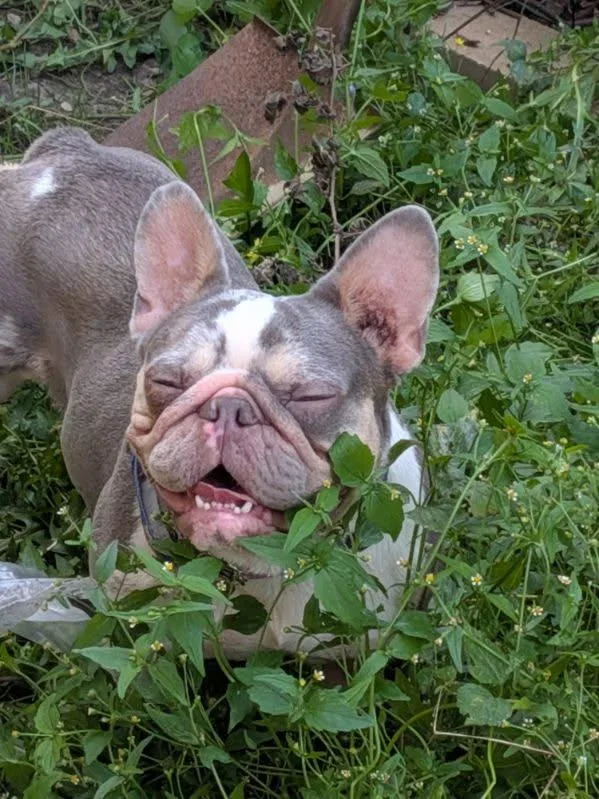 An adult small-sized female White / Cream French Bulldog dog named Rosie for adoption in Orland Park, IL