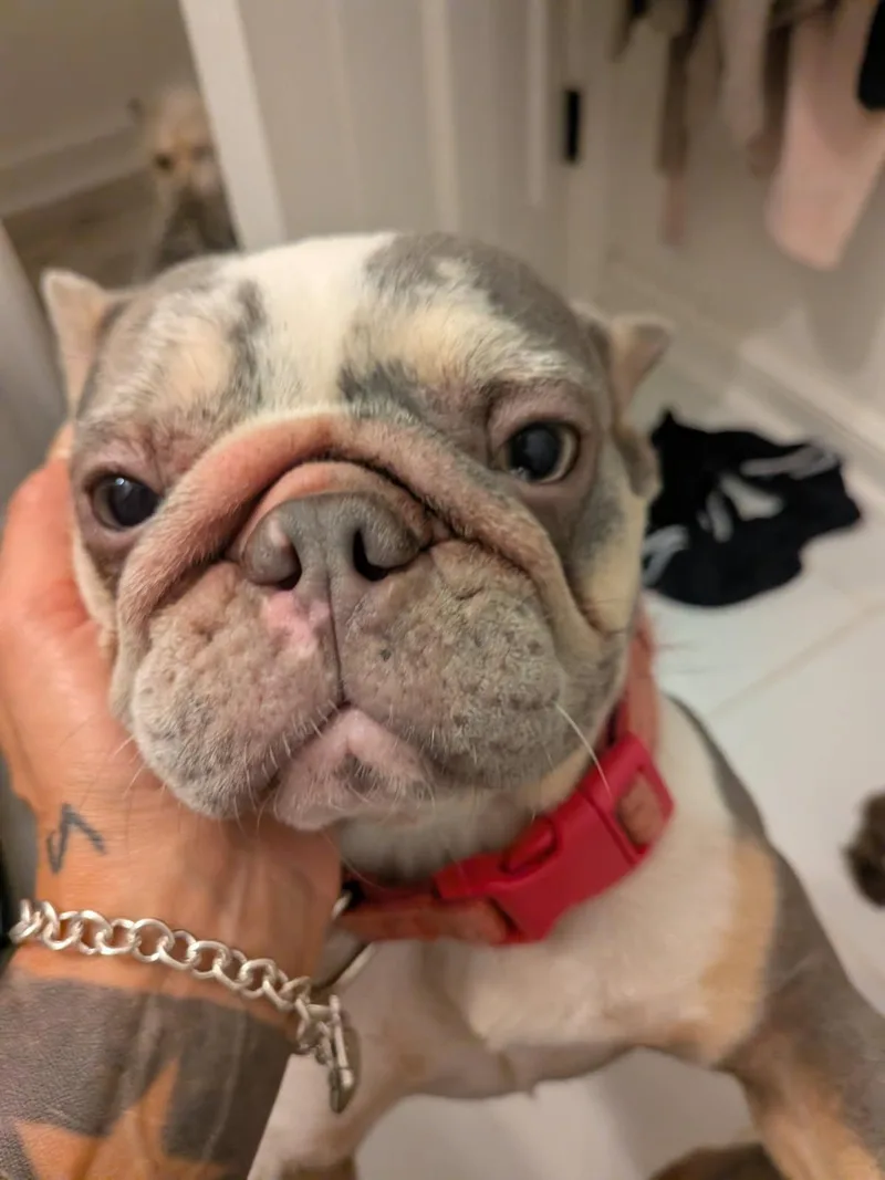 Rosie thumbnail 2