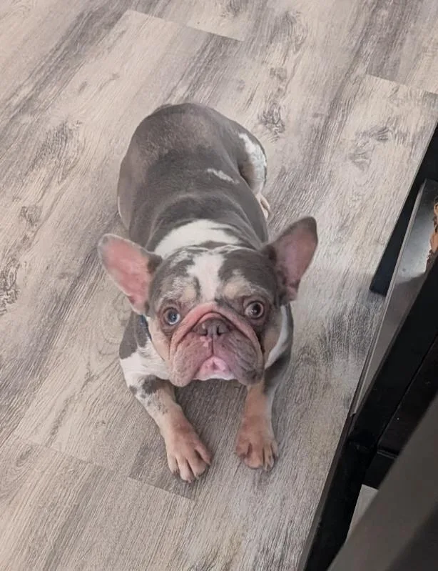 Rosie thumbnail 3
