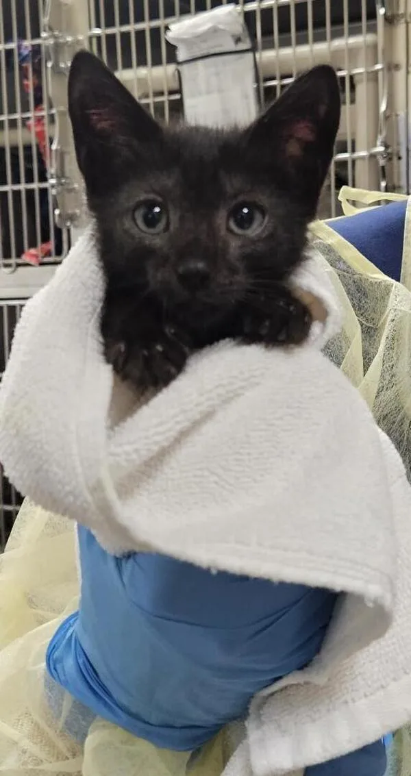A baby medium-sized male Domestic Short Hair cat named Miraidon for adoption in Vancouver, WA