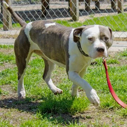 An adult medium-sized female Mixed Breed dog named Athena for adoption in West Chester, PA